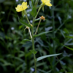 Oenothera (evening primrose)